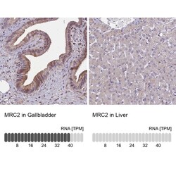 Mrc2 Antibody, Novus Biologicals:Antibodies:Primary Antibodies
